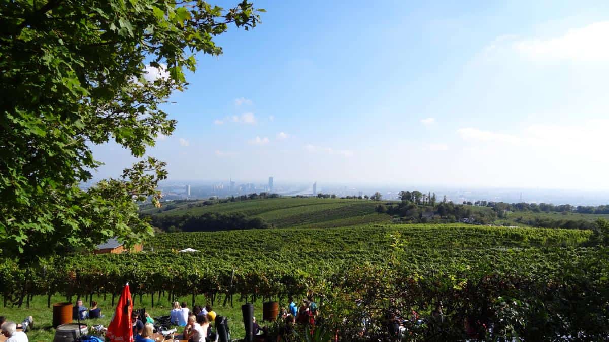 Aussicht vom Weingut Wailand - Weinwanderung Wien