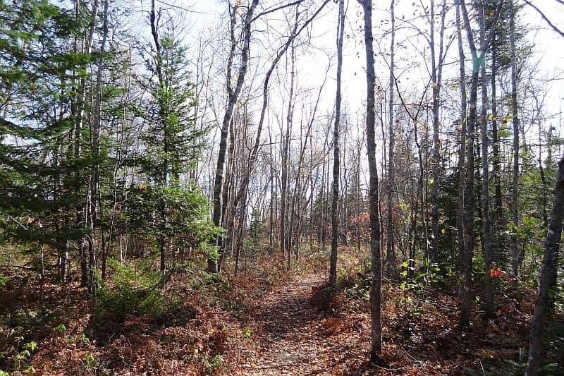 Wanderweg durch den Wald im Kouchibouguac-Nationalpark