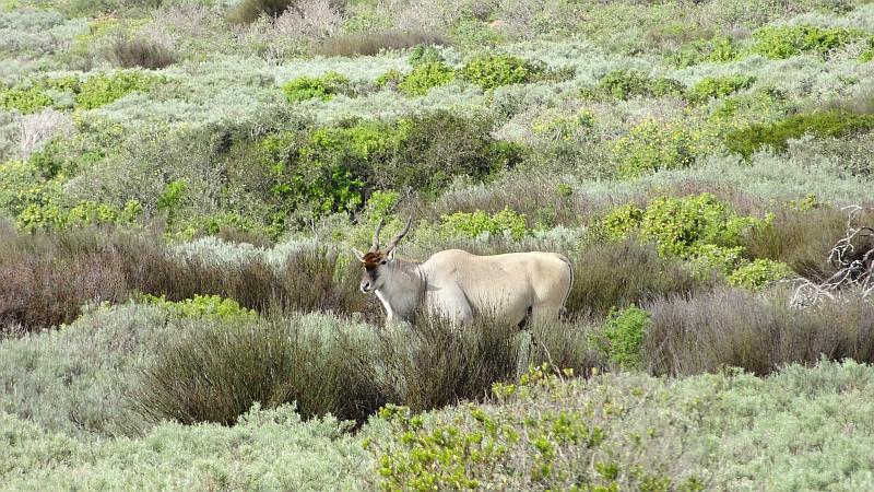 Eland-Antilope am Western Cape
