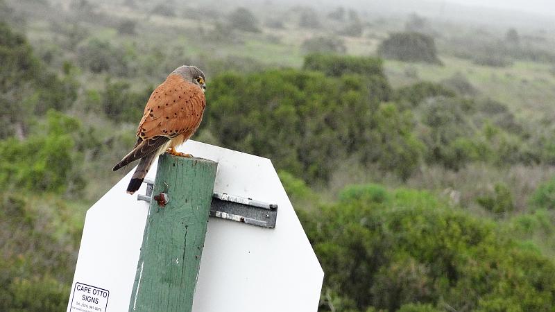 Turmfalke am Western Cape