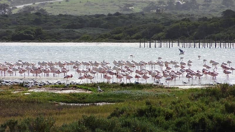 Flamingos am Western Cape