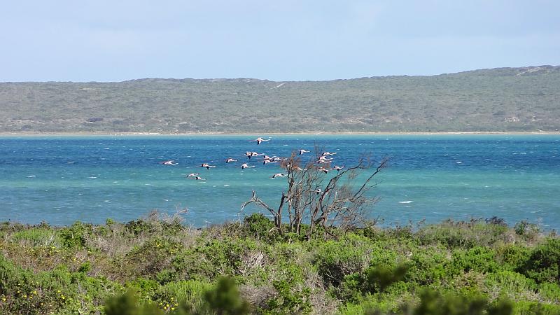 Flamingos am Western Cape