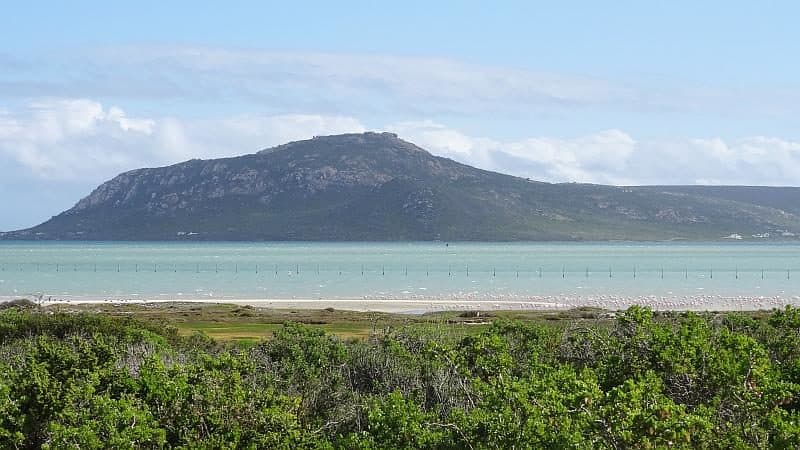 Flamingos am Western Cape