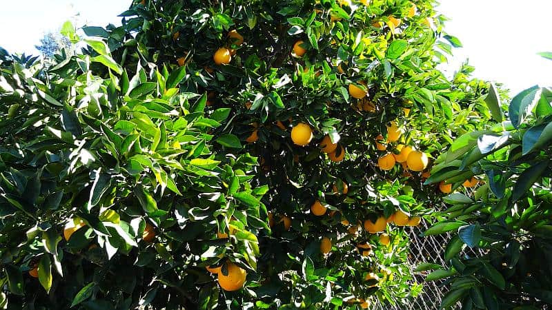 Orangenplantage Western Cape