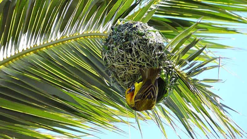 Webervogelnest am Western Cape