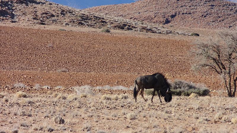 Gnu in Hardap