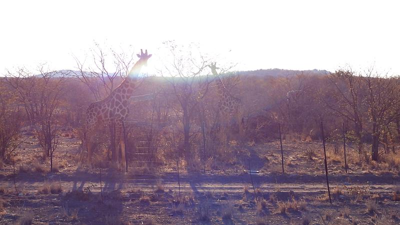 Giraffen in Kunene