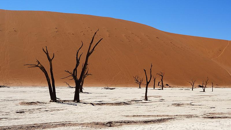 Bäume im Deadvlei
