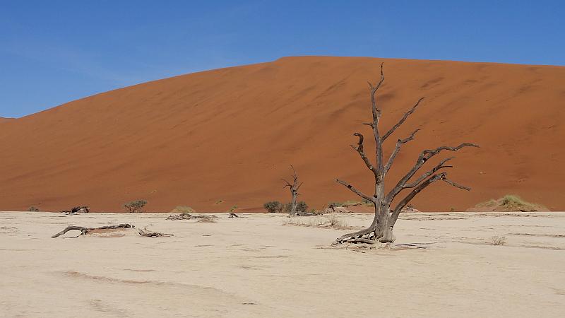 Baum im Deadvlei