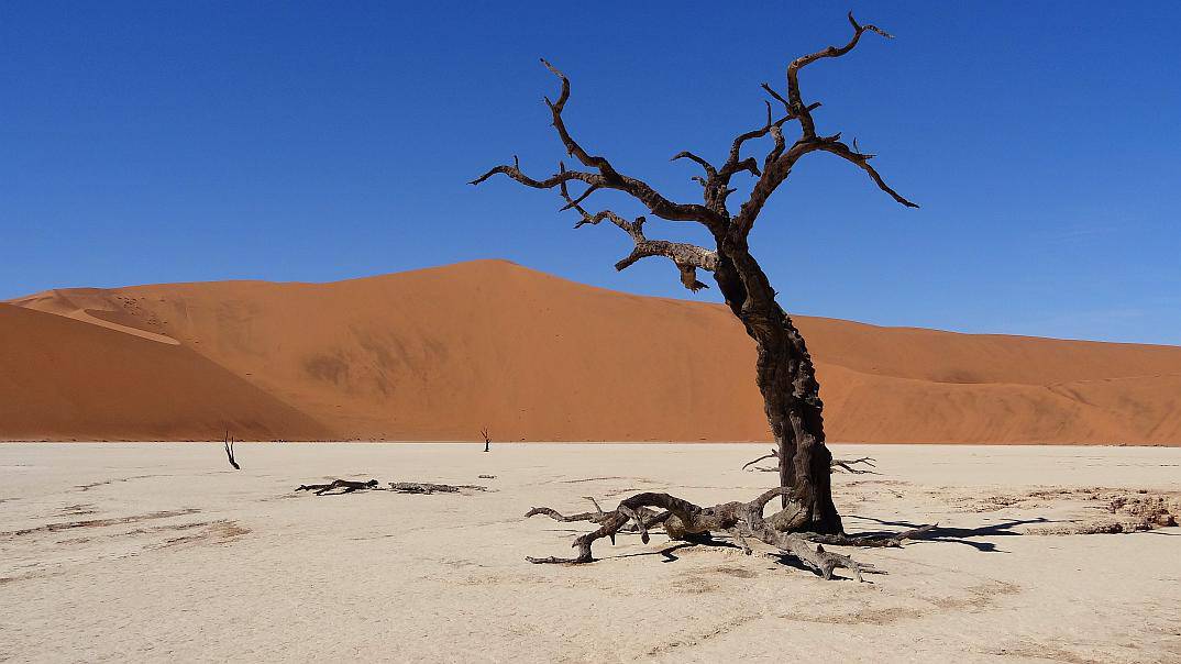 Baum im Deadvlei