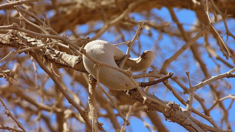 Kameldornfrucht im Sossusvlei