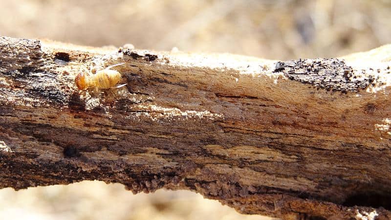 Termite auf Holz