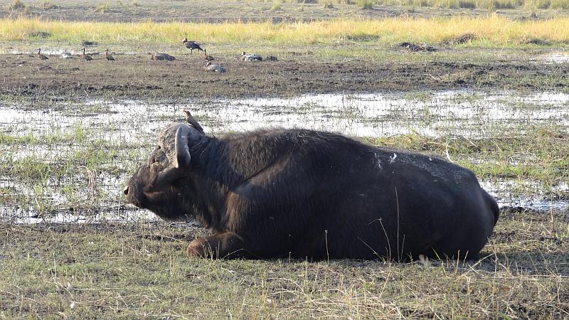 Büffel im Chobe-Nationalpark