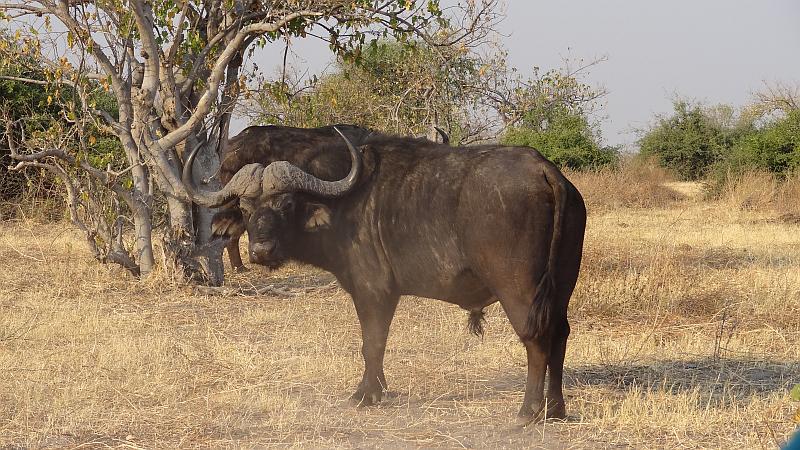 Büffel im Chobe-Nationalpark