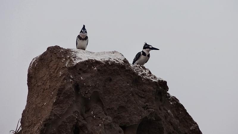 Eisvögel im Chobe-Nationalpark