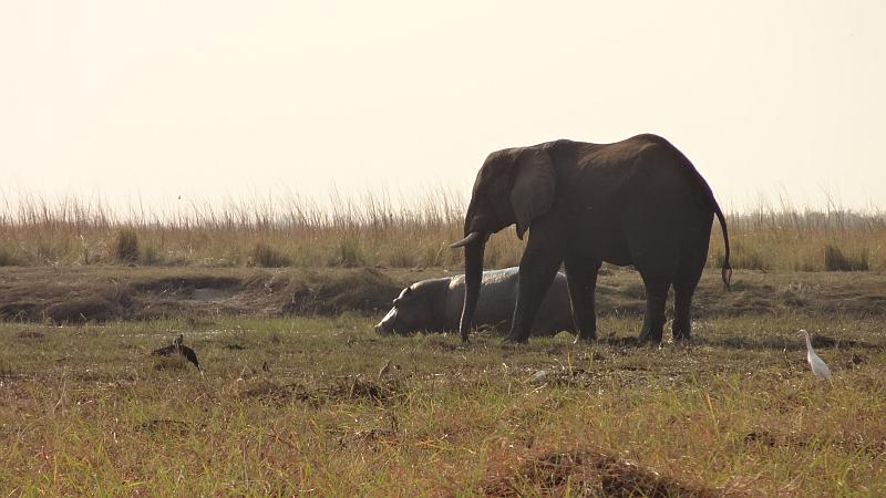 Elefant und Flusspferd im Chobe