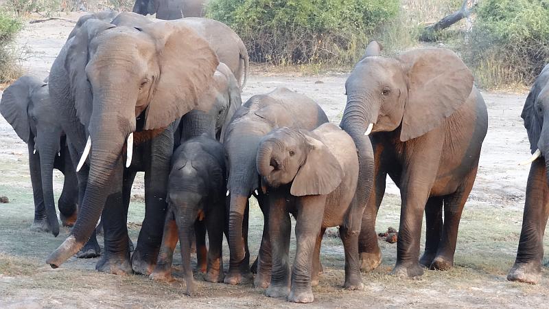 Elefantenherde im Chobe-Nationalpark