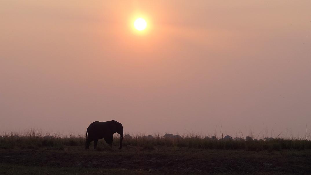 Elefantenbulle im Chobe-Nationalpark