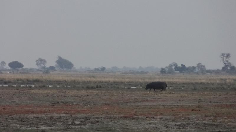 Flusspferd am Chobe