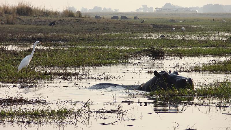 Flusspferd im Chobe
