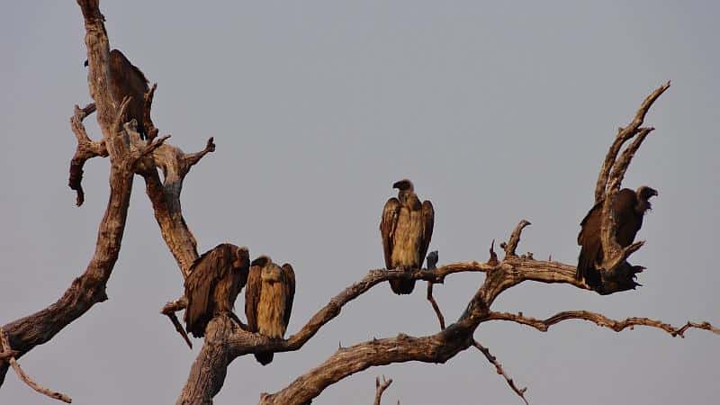 Geier im Chobe-Nationalpark