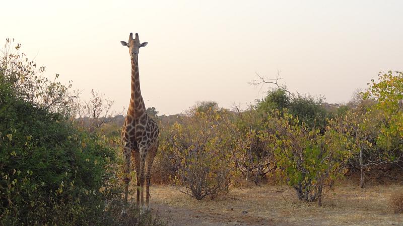 Giraffe im Chobe-Nationalpark
