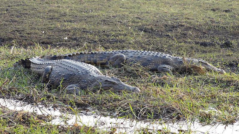 Krokodile im Chobe-Nationalpark