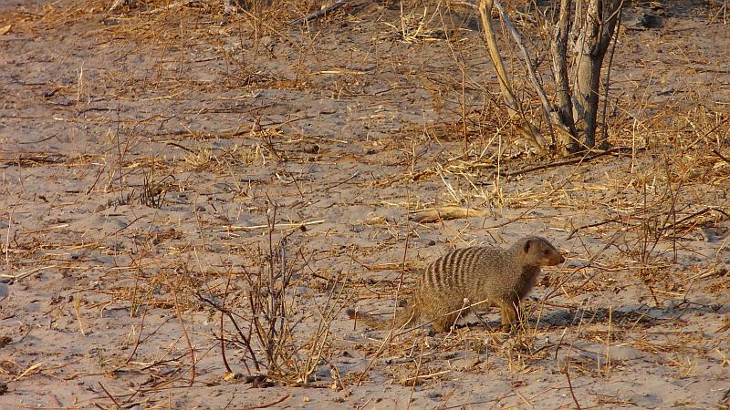 Streifenmanguste im Chobe-Nationalpark