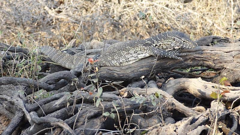 Nilwaran im Chobe-Nationalpark