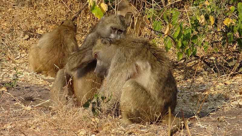 Paviane im Chobe-Nationalpark