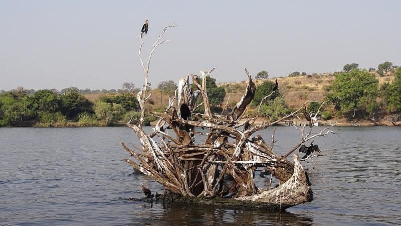 Schlangenhalsvögel im Chobe-Nationalpark