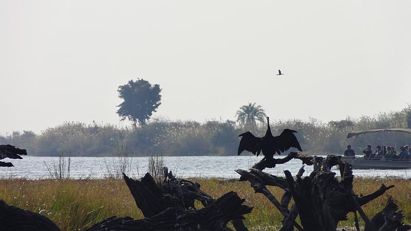 Schlangenhalsvogel im Chobe-Nationalpark