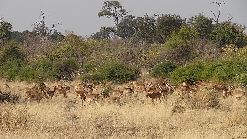 Springböcke im Chobe-Nationalpark