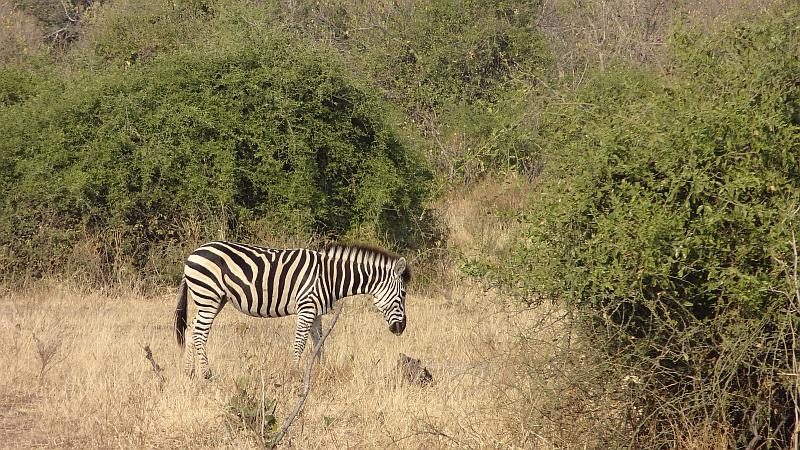 Zebra im Chobe-Nationalpark