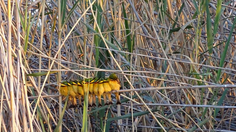 Bienenfresser im Bwabwata-Nationalpark