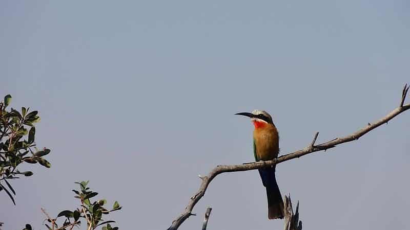 Bienenfresser im Bwabwata-Nationalpark