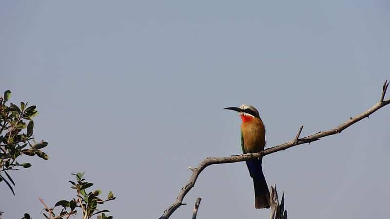 Bienenfresser im Bwabwata-Nationalpark