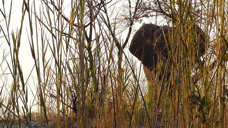 Elefant im Dickicht im Bwabwata-Nationalpark