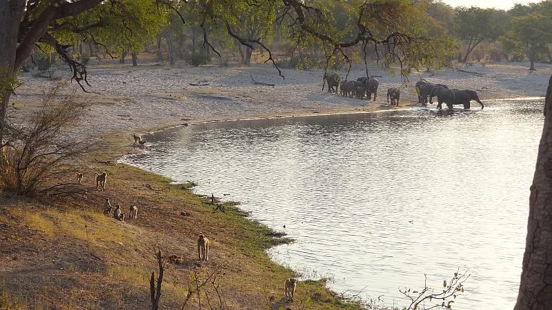 Paviane im Bwabwata-Nationalpark