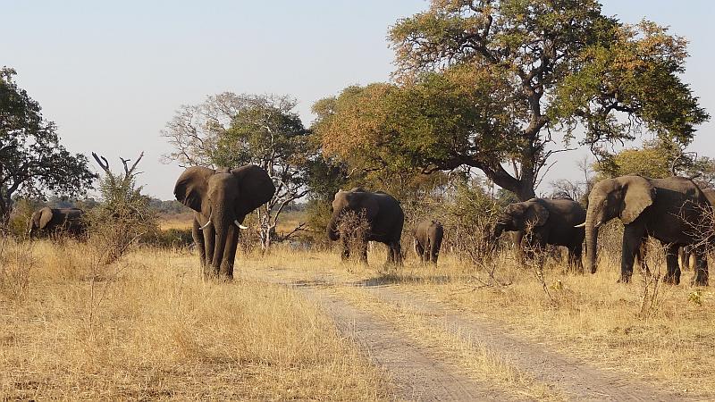 Elefanten im Bwabwata-Nationalpark