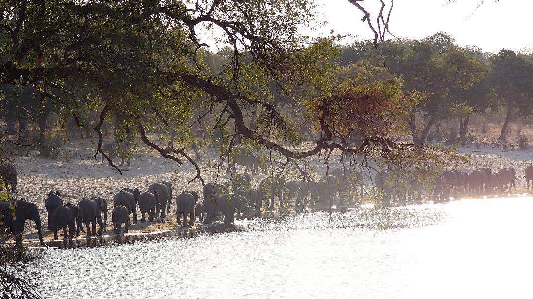 Elefantenherde in Bwabwata