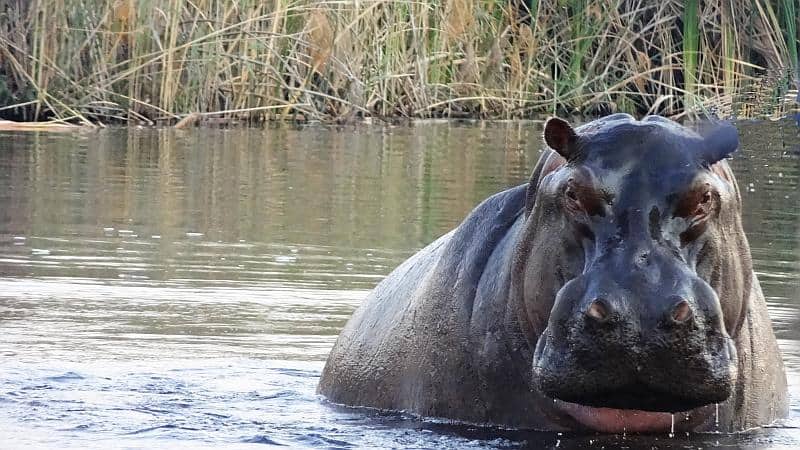 Flusspferd im Bwabwata-Nationalpark
