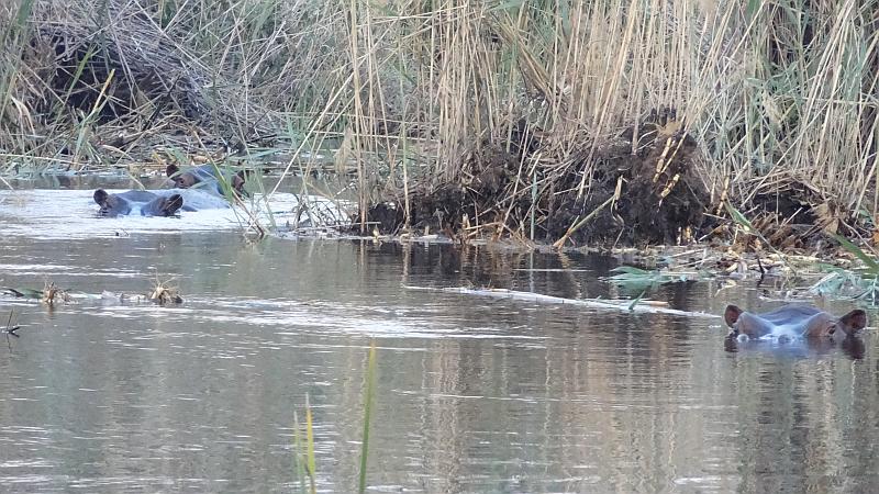 Flusspferde im Bwabwata-Nationalpark