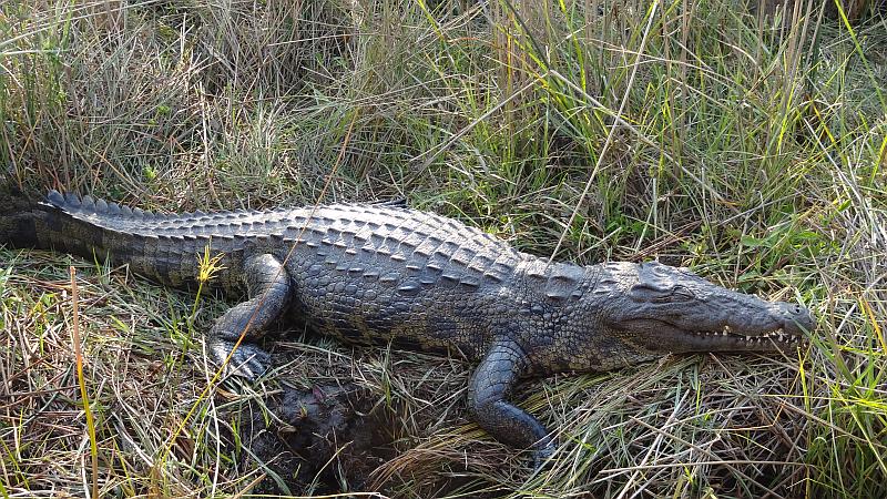 Krokodil im Bwabwata-Nationalpark