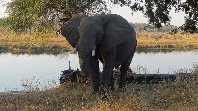 Neugierige Elefantenkuh im Bwabwata-Nationalpark