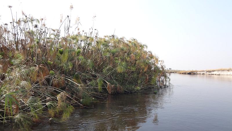 Papyrus im Bwabwata-Nationalpark