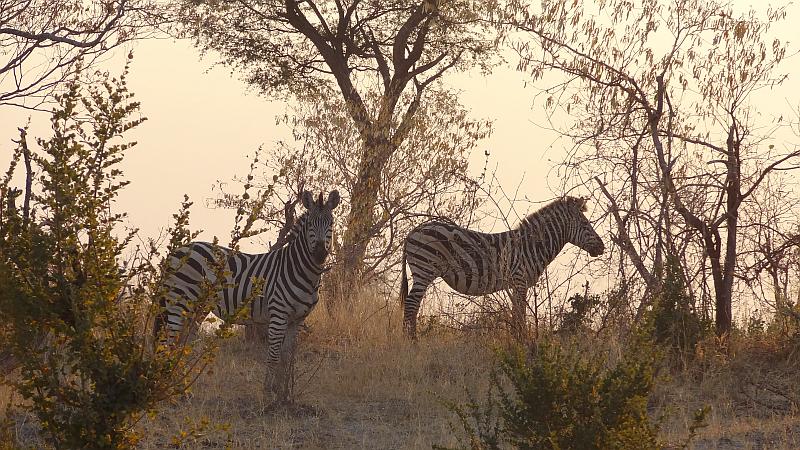Zebras im im Bwabwata-Nationalpark