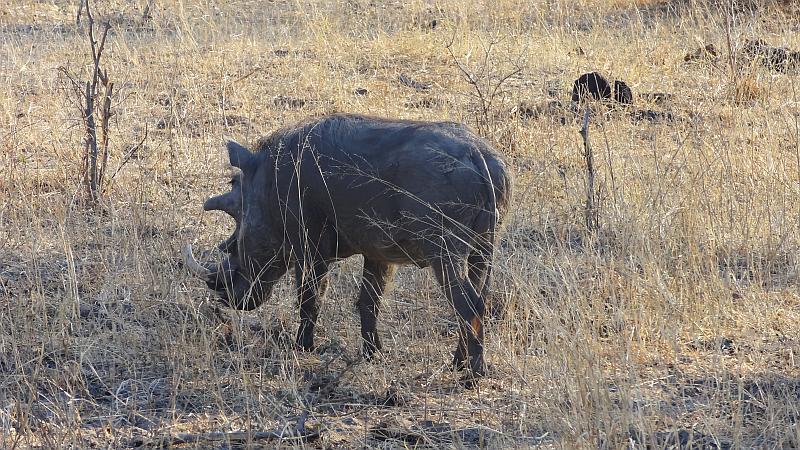 Warzenschwein im Bwabwata-Nationalpark