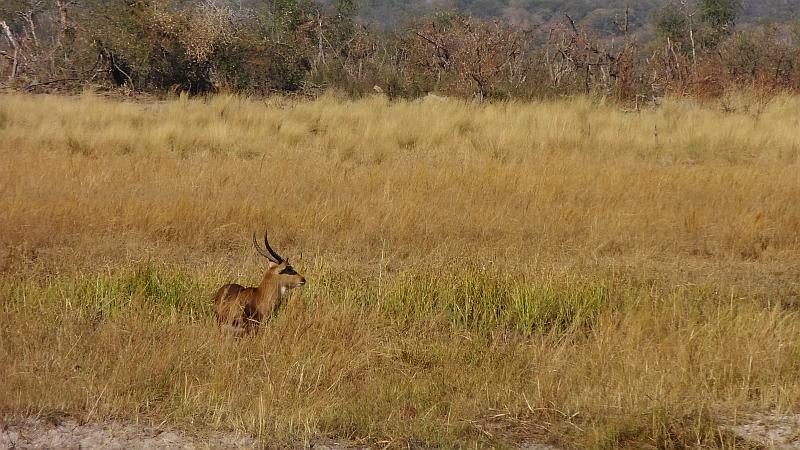 Wasserbock im Bwabwata-Nationalpark