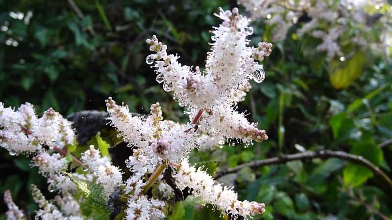 Blume im Regenwald bei den Victoria-Fällen